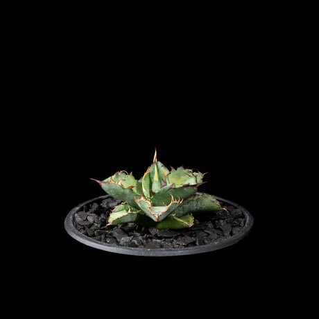 化粧石 黒燻淡路瓦(黒燻玉) 詰替え用パック 小粒(5~8mm)