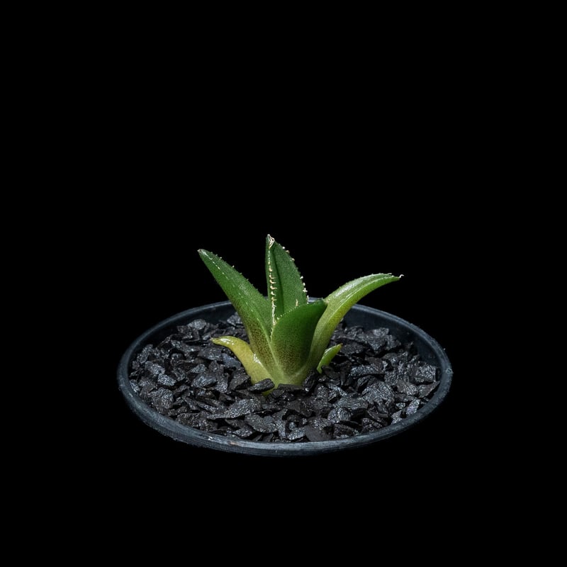 アガベ チタノタ フィリグリー (圓葉拇指) / Agave titanota 'Filigr