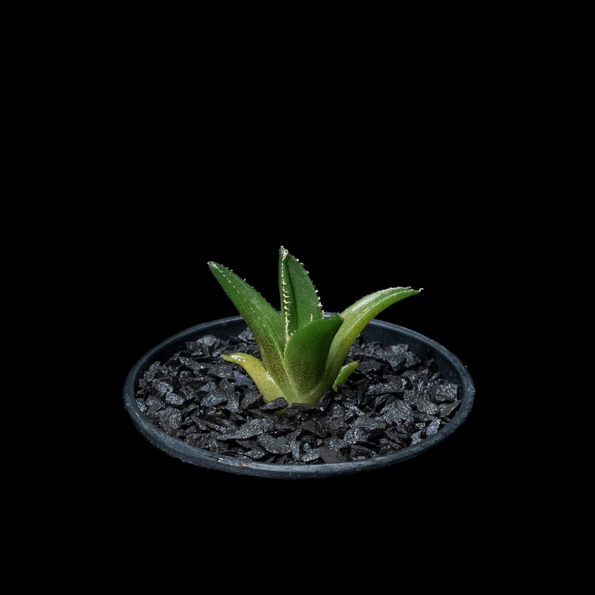 【ようくん】 アガベ チタノタ 圓葉拇指 フィリグリー アガベ チタノタ フィリグリー (圓葉拇指) / Agave titanota