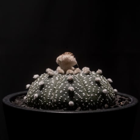 アストロフィツム アステリアス (兜丸) / Astrophytum asterias #2