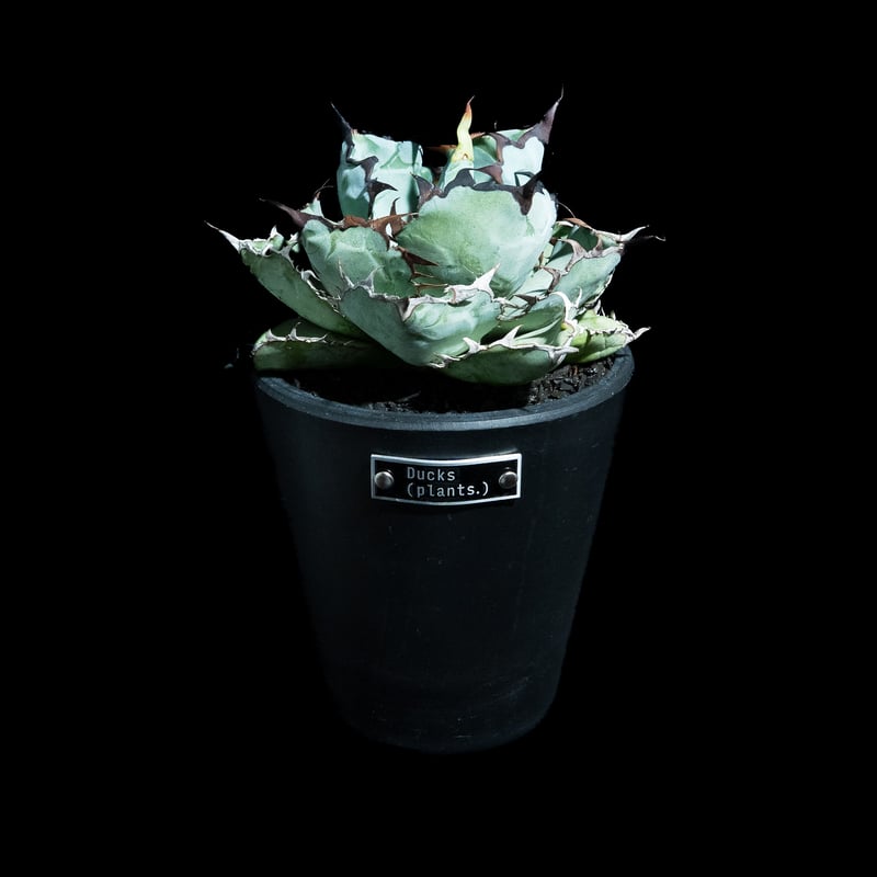 アガベ チタノタ ブラック&ブルー / Agave titanota 'Black & Blu