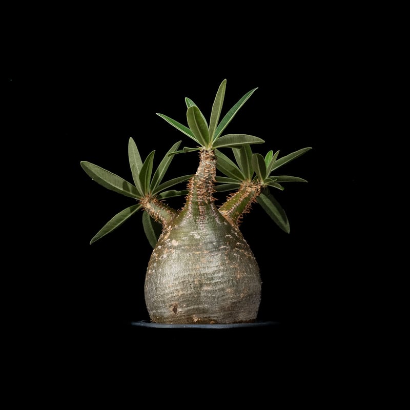 パキポディウム グラキリス / Pachypodium rosulatum var. grac