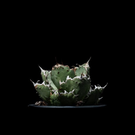 アガベ・チタノタ FO-222 / Agave titanota ‘FO-222’ #1