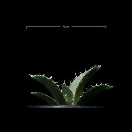 アガベ チタノタ 白鯨 / Agave titanota ‘White Whale’ #50