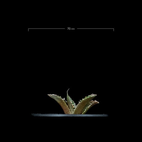 アガベ チタノタ 南アフリカダイヤモンド / Agave titanota ‘South Africa Diamond’ #5