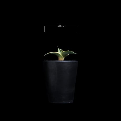 アガベ パリー トルンカータ オリザバ / Agave parryi var. truncata variegated 'Orizaba' #1