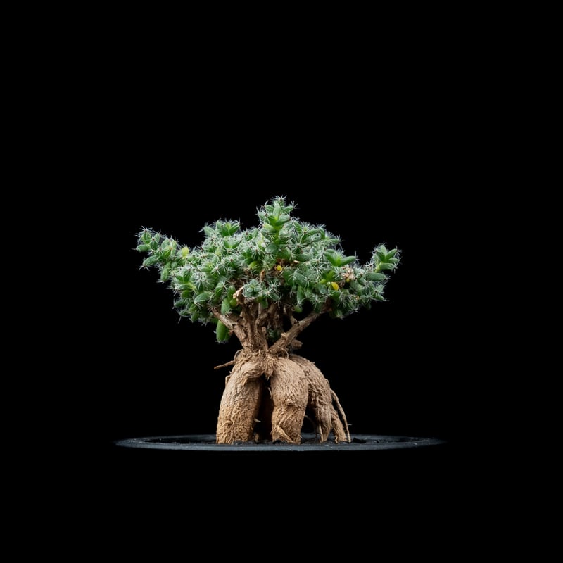 トリコディアデマ ブルボスム / Trichodiadema bulbosum #5 | Du
