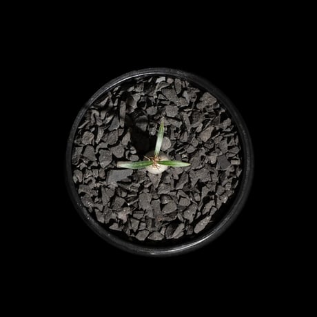 パキポディウム グラキリス / Pachypodium rosulatum var. gracilius #62