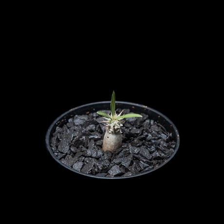 パキポディウム グラキリス / Pachypodium rosulatum var. gracilius #6