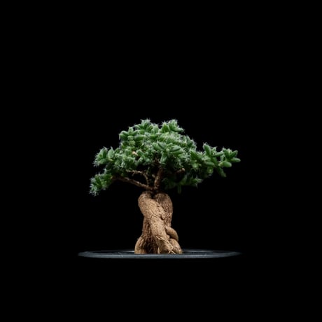 トリコディアデマ ブルボスム / Trichodiadema bulbosum #3