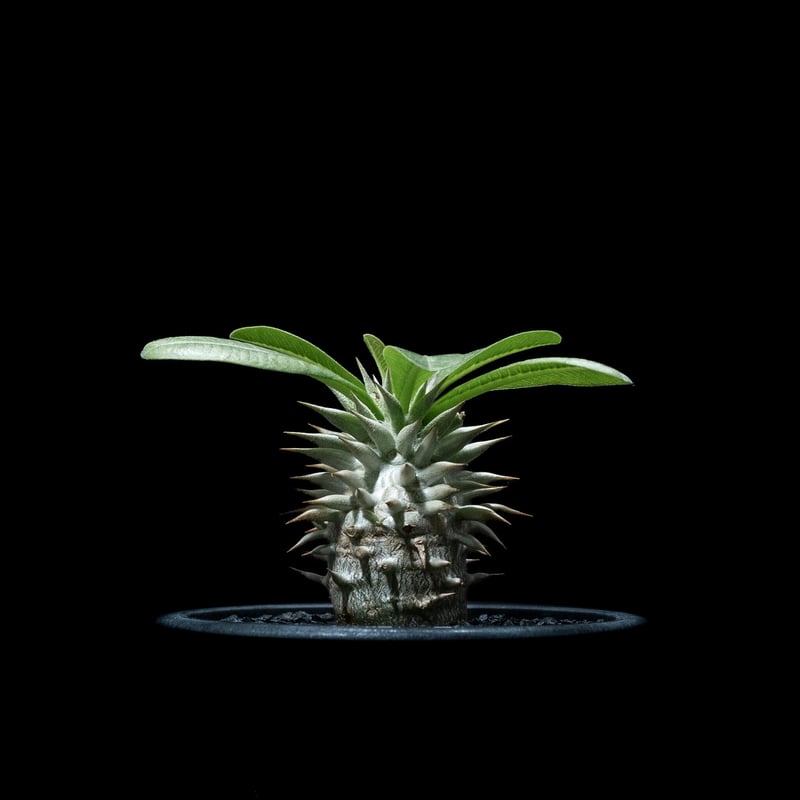 パキポディウム エブレネウム / Pachypodium eburneum #1 | Duck パキポディウム エブレネウム / Pachypodium eburneum #1 | Duck