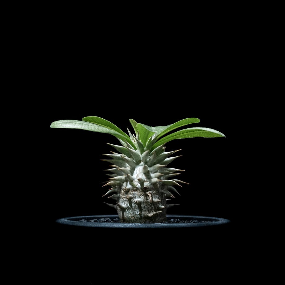 65184191bd17482ea5911c88