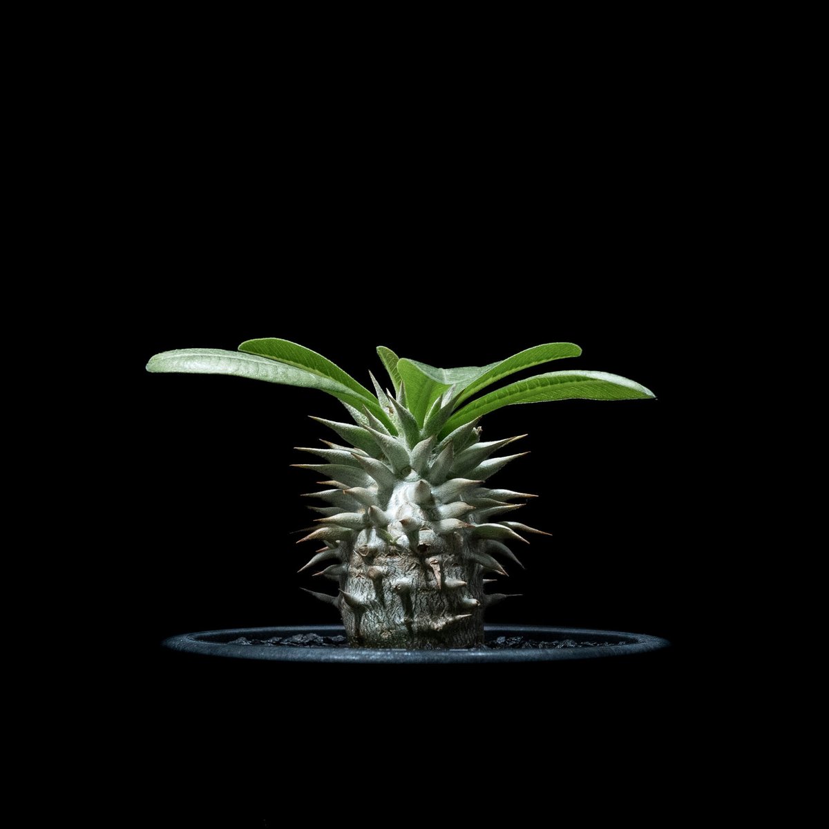 パキポディウム エブレネウム / Pachypodium eburneum #1 | Duck