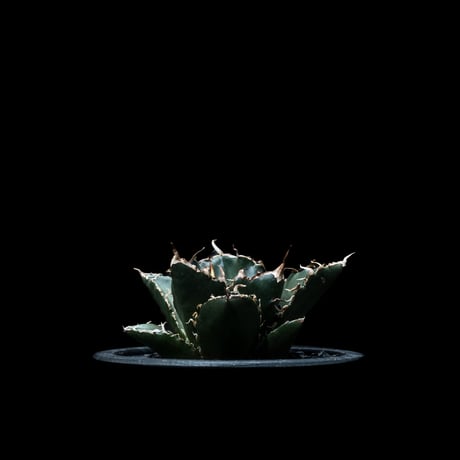 アガベ チタノタ 白鯨 / Agave titanota ‘White Whale’ #9