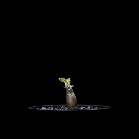 パキポディウム グラキリス / Pachypodium rosulatum var. gracilius #15