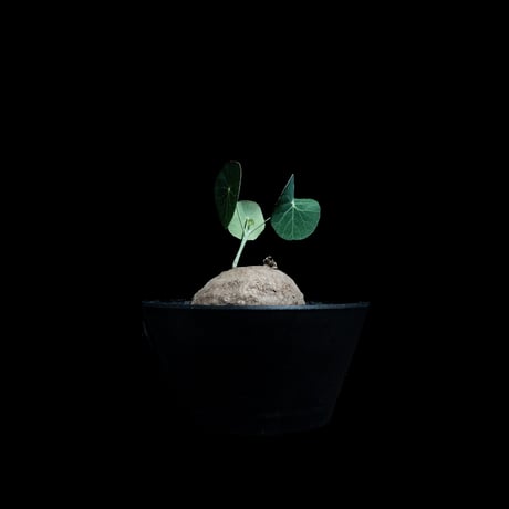 ステファニア エレクタ / Stephania erecta #2