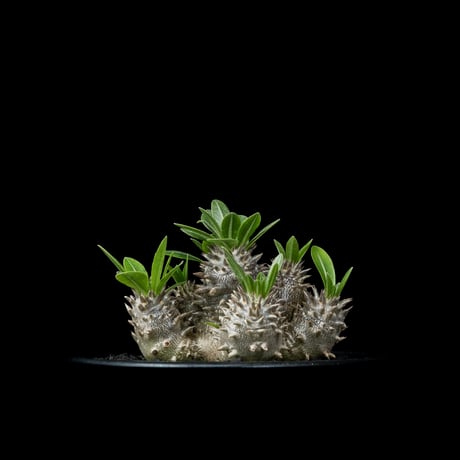 パキポディウム デンシカウレ / Pachypodium densicaule #15