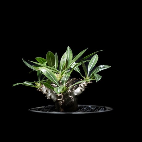 パキポディウム デンシカウレ / Pachypodium densicaule #4
