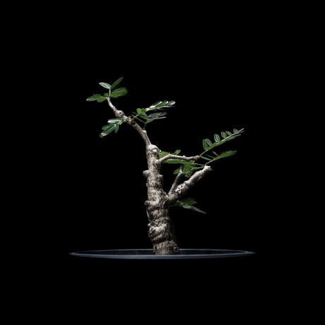 センナ メリディオナリス / Senna meridionalis #4