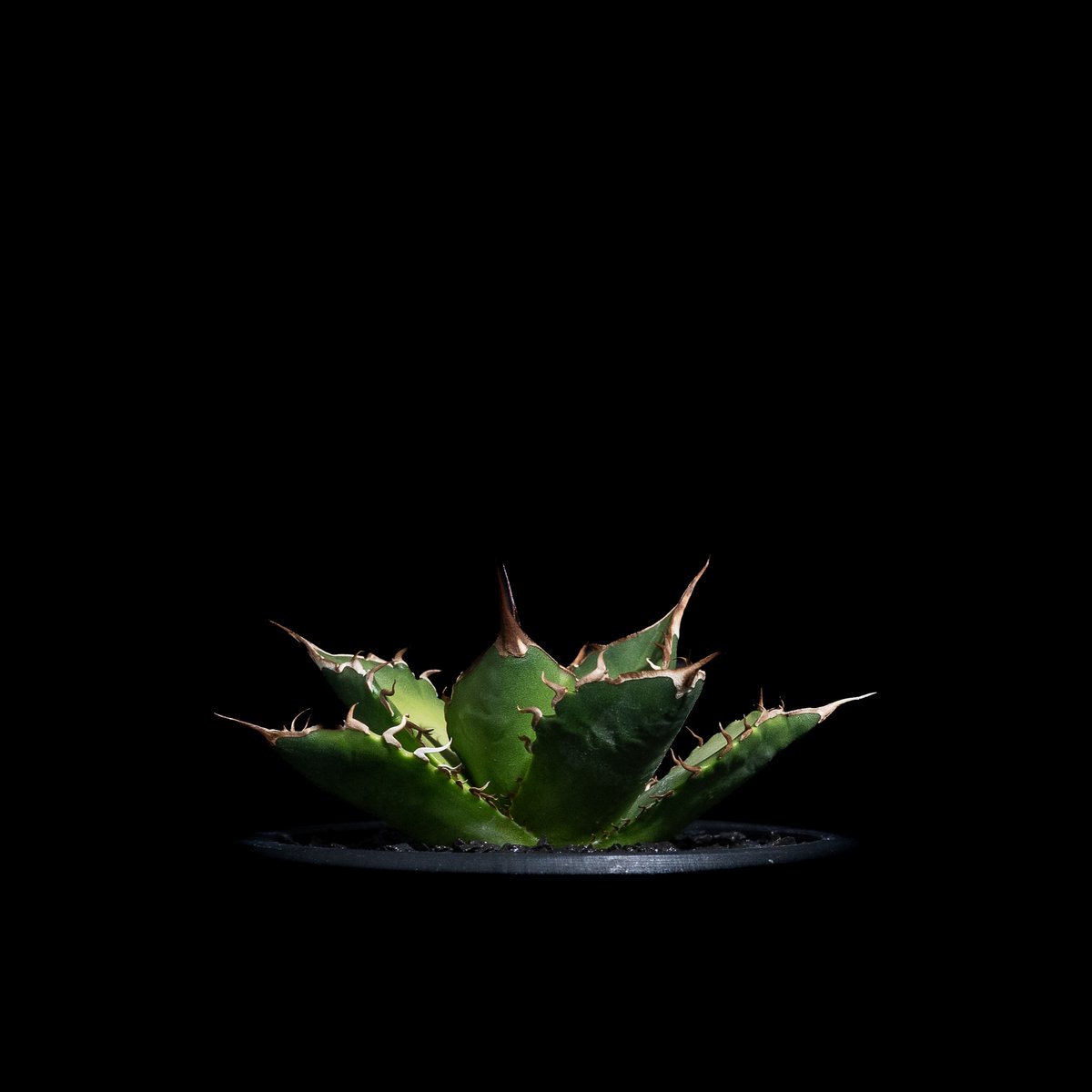 アガベ チタノタ 黒桃 (カキ仔) / Agave titanota 'Spade' #4 |