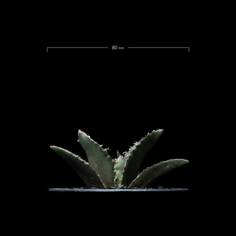 アガベ チタノタ 白鯨 / Agave titanota ‘White Whale’ #13
