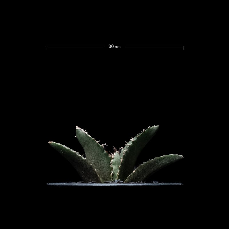 アガベ チタノタ 白鯨 / Agave titanota 'White Whale' #13