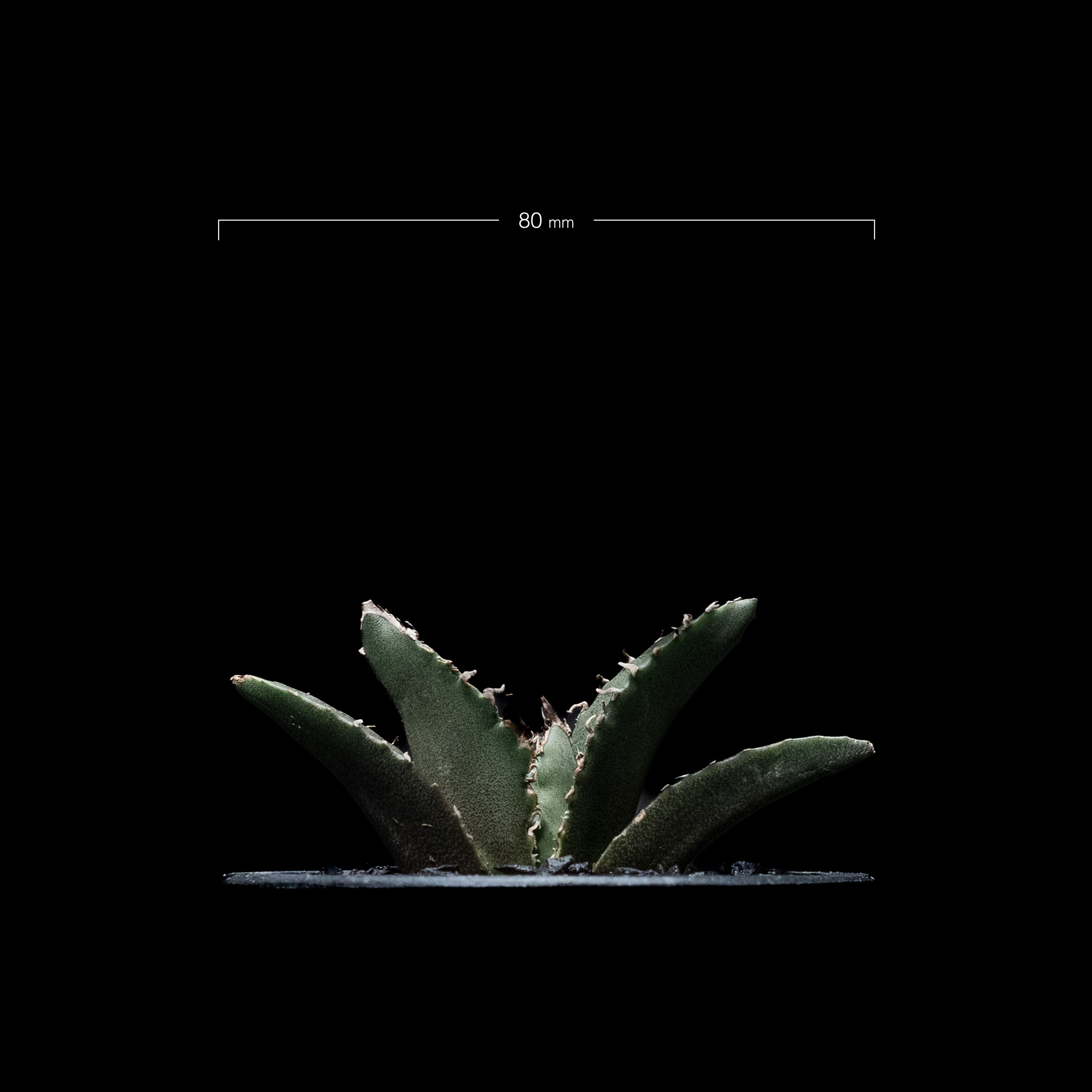 アガベ チタノタ 白鯨 / Agave titanota 'White Whale' #13