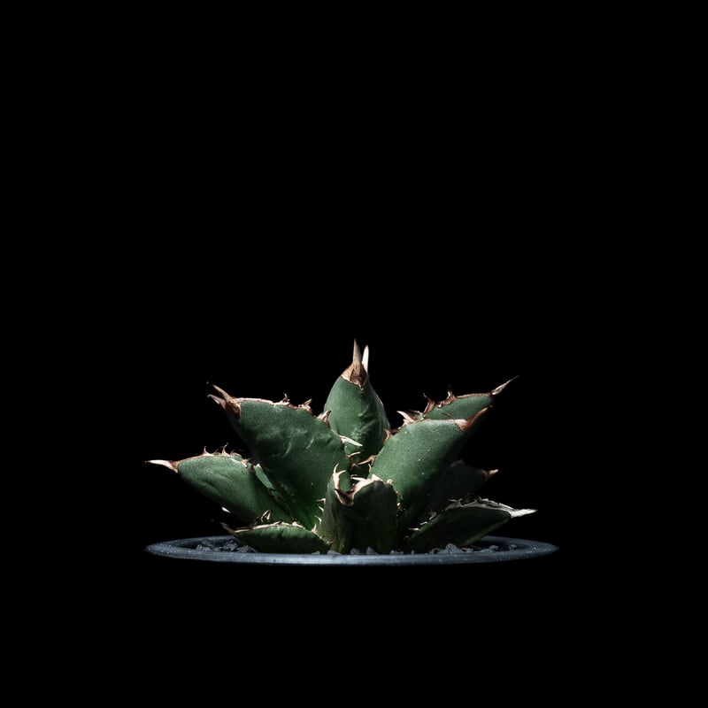 アガベ チタノタ 大島 / Agave titanota 'Oshima' #2 | Duck