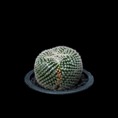 マミラリア 大福丸 / Mammillaria perbella #1