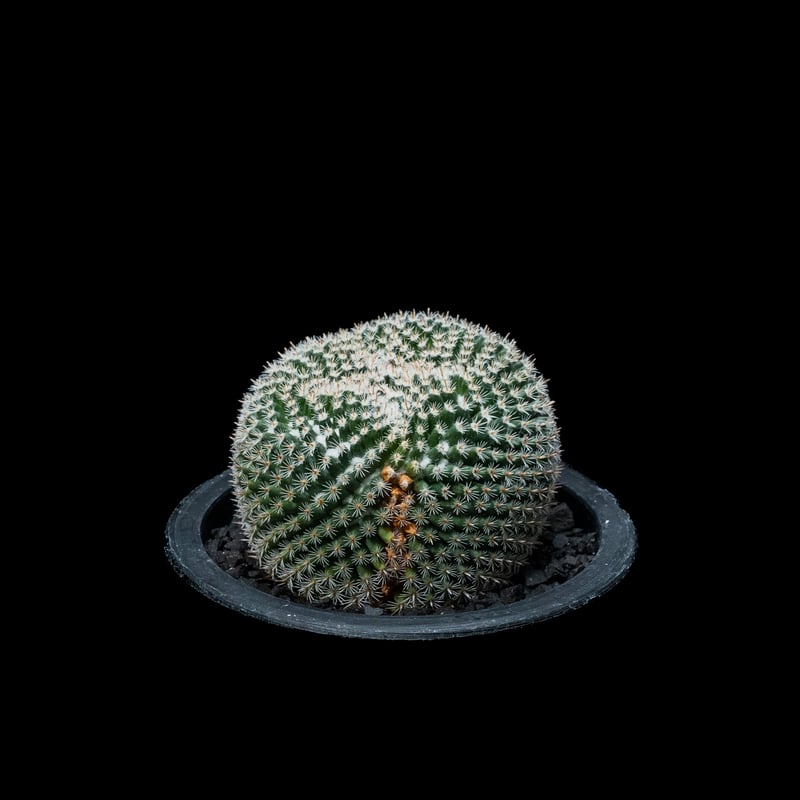 マミラリア 大福丸 / Mammillaria perbella #1 | Ducks ( p