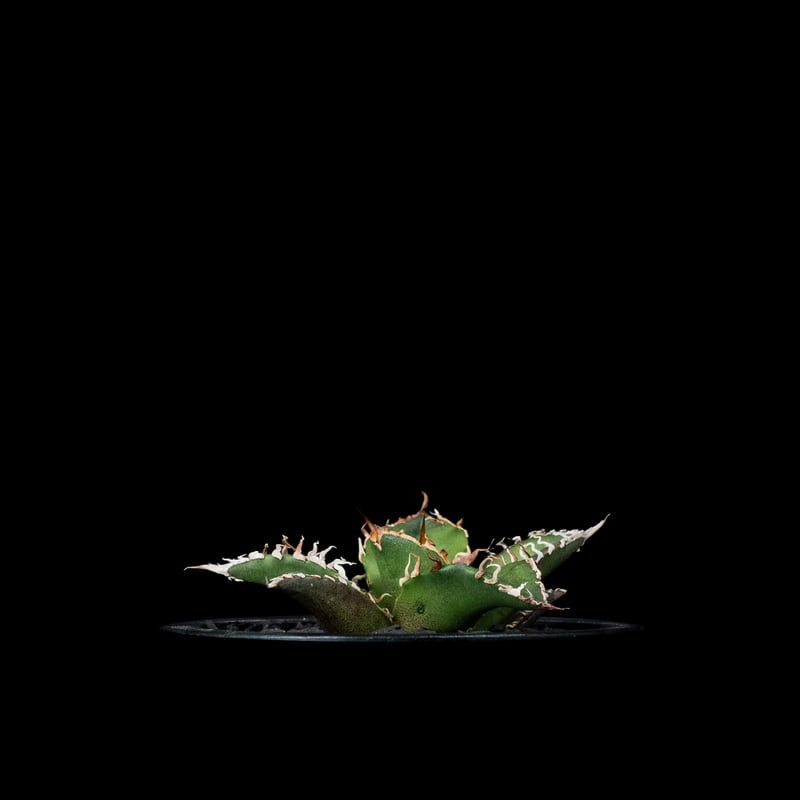アガベ チタノタ シーザー Agave 悪魔 ブツブツ アガベ・チタノタ シーザー（凱撒）中-015｜agave titanota caesar |
