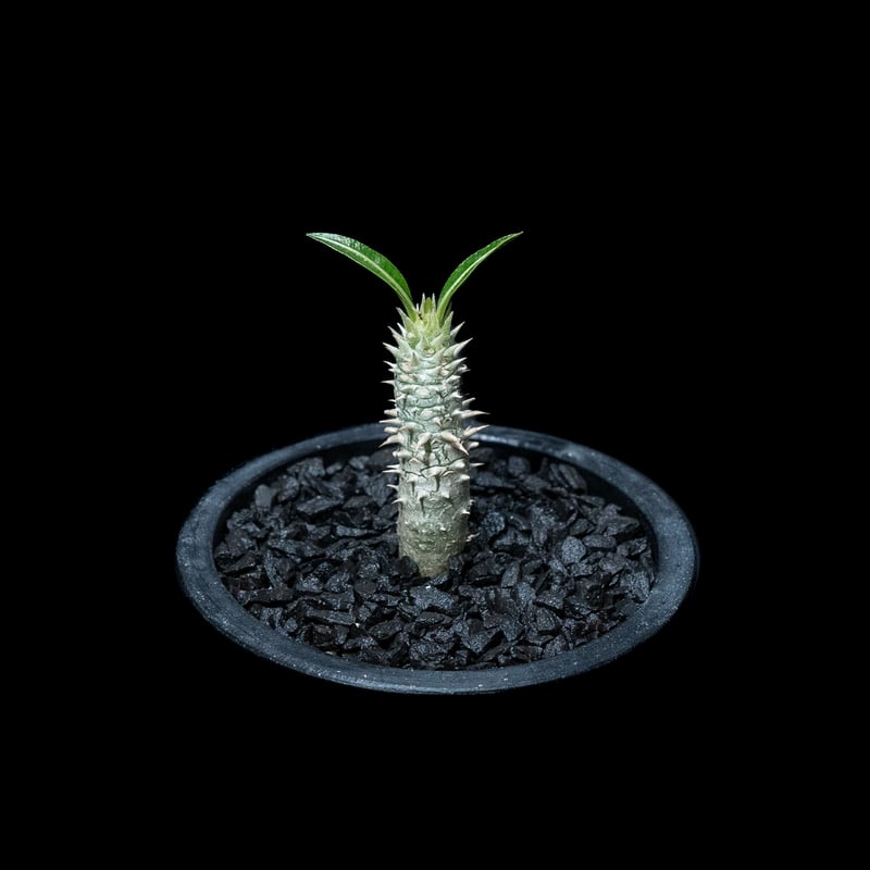 パキポディウム イノピナツム / Pachypodium rosulatum var.inop