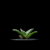 アガベ チタノタ 南アフリカダイヤモンド / Agave titanota ‘South Africa Diamond’ #9