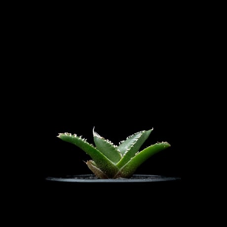 アガベ チタノタ 南アフリカダイヤモンド / Agave titanota ‘South Africa Diamond’ #9