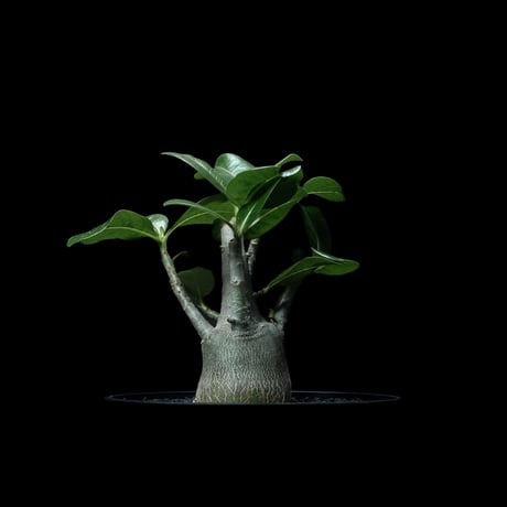 アデニウム ムルチフローラム / Adenium multiflorum #1