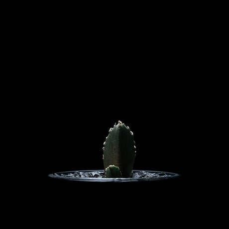アガベ チタノタ 白鯨 / Agave titanota ‘White Whale’ #18