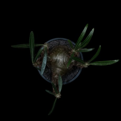パキポディウム グラキリス / Pachypodium rosulatum var. gracilius #28