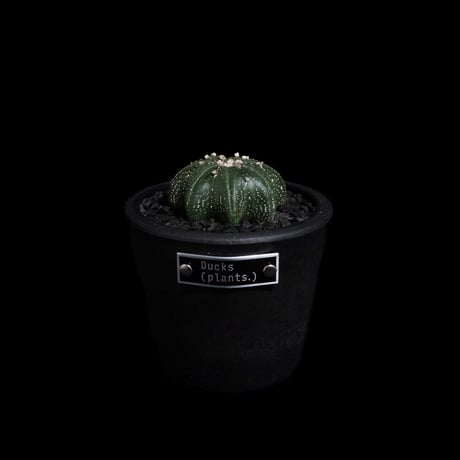 アストロフィツム アステリアス ヒトデ型 / Astrophytum asterias 'Star Shape' #41