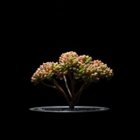 アエオニウム 小人の祭り / Aeonium sedifolium