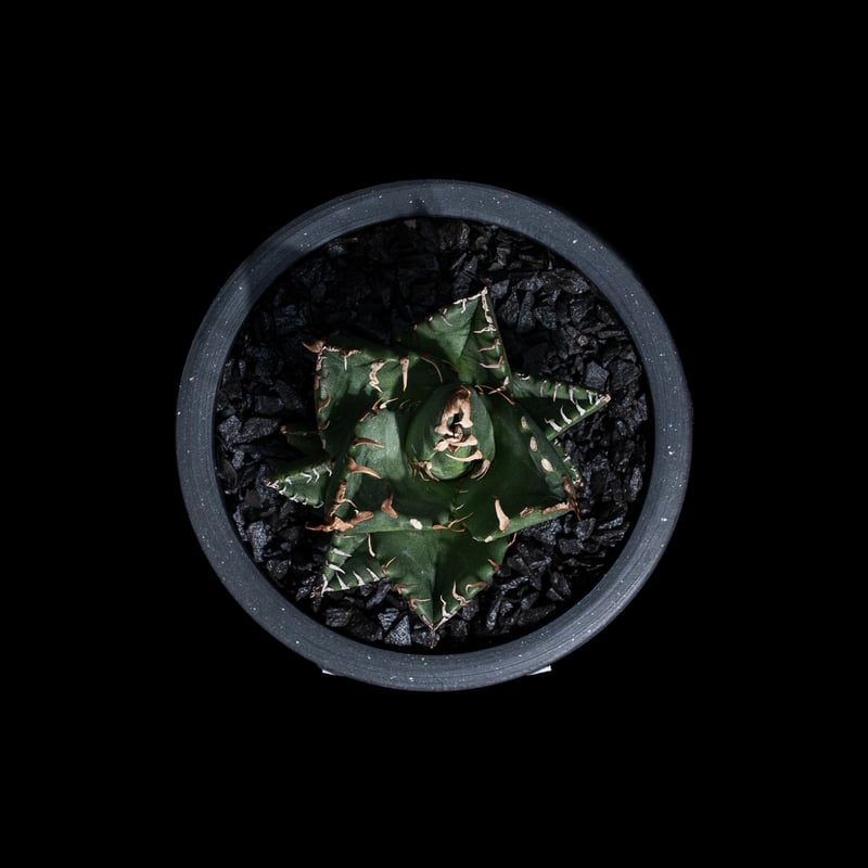 アガベ チタノタ 魔丸 / Agave titanota 'Mamaru' #1 | Du