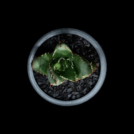アロエ ペグレラエ / Aloe peglerae #3