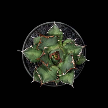 アガベ チタノタ 姫厳竜 / Agave titanota ‘Dwarf’