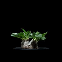 パキポディウム ブレビカウレ / Pachypodium brevicaule #6