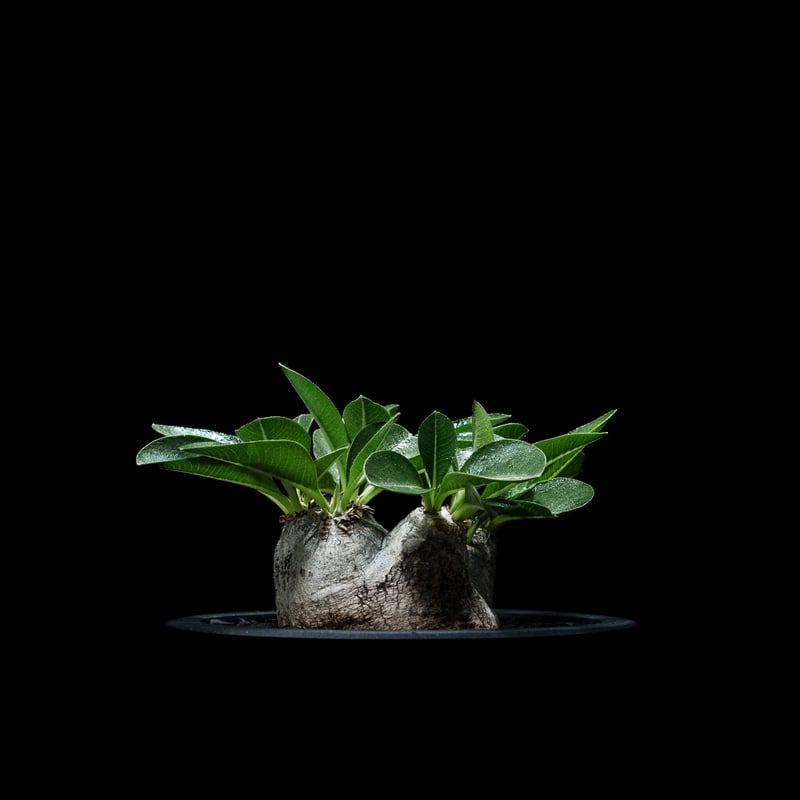 Pachypodium brevicaule パキポディウム・ブレビカウレ Pachypodium brevicaule【パキポディウム・ブレビカウレ