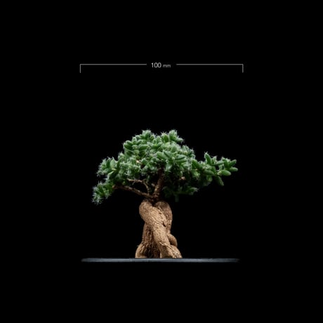 トリコディアデマ ブルボスム / Trichodiadema bulbosum #3
