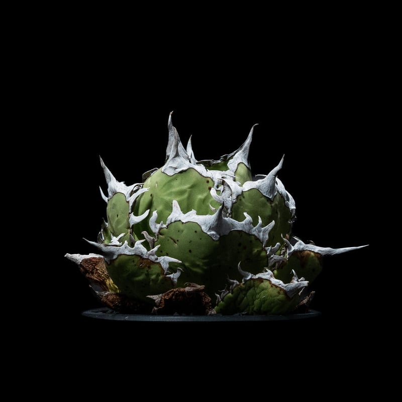 アガベ agave チタノタ 白排刺 大鋼牙
