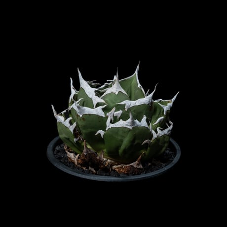 アガベ チタノタ 鬼爪 / Agave titanota ‘Ghost Claw’ #1