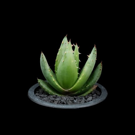 アロエ ペグレラエ / Aloe peglerae #2