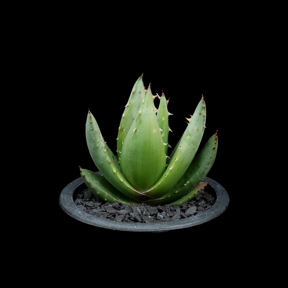 65e5a25f689119066ac436a3