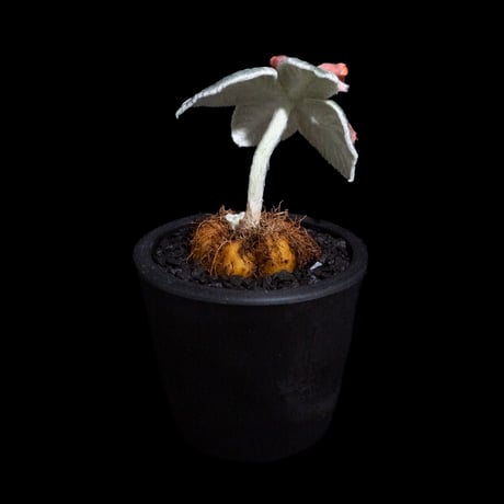 シンニンギア レウコトリカ / Sinningia leucotricha #16